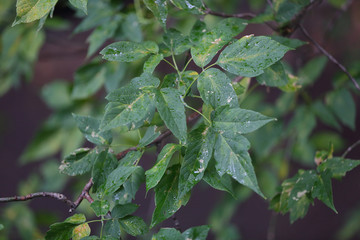 Fototapeta premium Branch of a deciduous tree with green leaves after a rain 