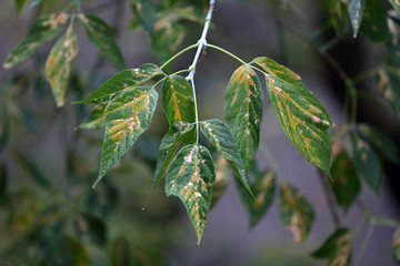 Branch of a deciduous tree with green leaves after a rain
