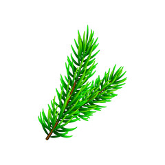 Vector illustration on Christmas tree branch isolated on white. Pine tree / fir branch. Could be used for Christmas, New year and winter decorations.