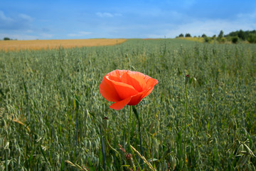 single poppy on the green field