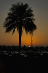 Obraz premium Silhouette against palm tree in Dubai, UAE