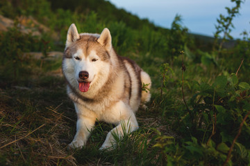Portrait of cute beige Siberian Husky dog lying on the hill in the green grass at sunset on mountain background