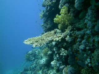 Underwater nature