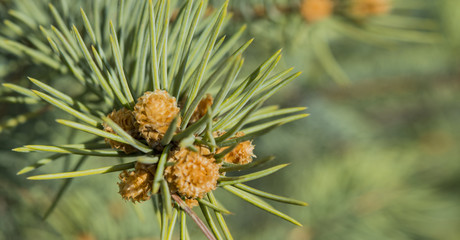 branch of a pine forest with a cone on a washed background