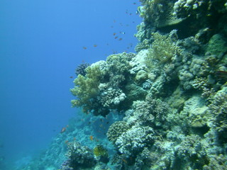 Underwater nature