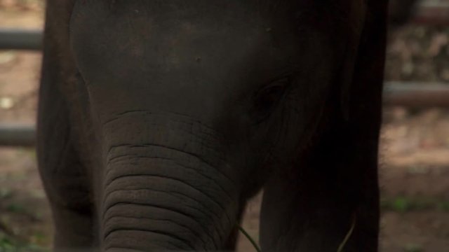 Baby Asian Elephant (Elephas maximus) in Thailand