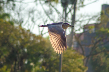 Beautiful birds of Brazil