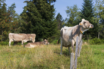 Kühe im Algäu auf einer Wiese