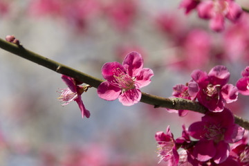 いなべ市梅林公園の梅／三重県いなべ市
