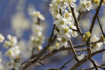 Fototapeta premium いなべ市梅林公園の梅／三重県いなべ市