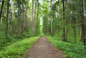 Road in forest at summer.