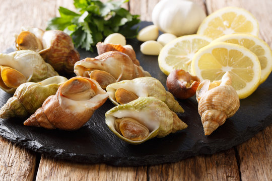 Raw seafood shellfish whelk, sea snails bulot for cooking close-up and ingredients on a slate board. horizontal