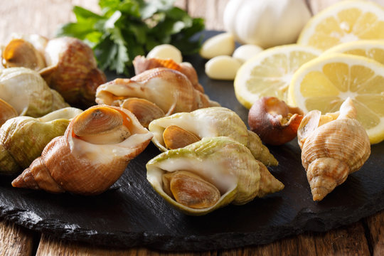 Delicatessen food: raw whelk, sea snails bulot  and ingredients on a slate board. Horizontal