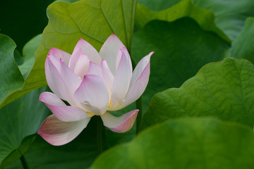 Lotus blossom in a pond.