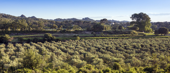 Obraz premium Olive grove overlooking the Alpilles near Remy de Provence, Buches du Rhone, Provence, France.