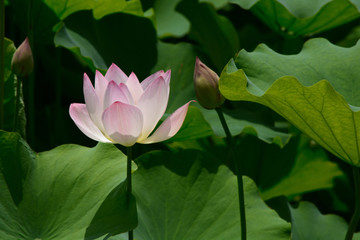 Lotus blossom in a pond.