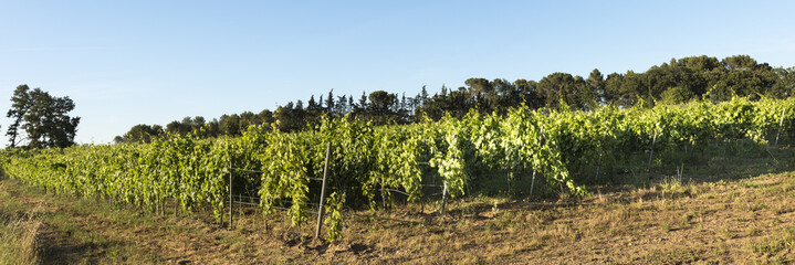 Fototapeta na wymiar Winegrowingat in the Alpilles Region at St Remy de Provence. Buches du Rhone, Provence, France.