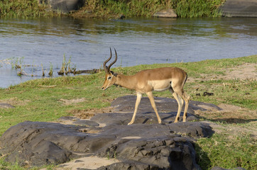Impala, male, Aepyceros melampus