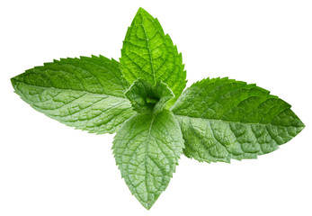 mint leaves isolated
