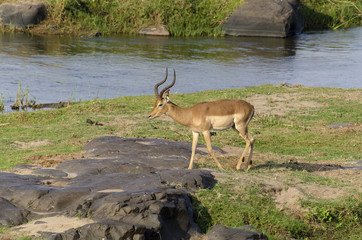Impala, male, Aepyceros melampus