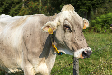 Vieh im Allgäu auf einer Wiese einer Koppel. Urlaub auf einem Bauernhof in Bayern.