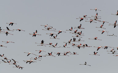 flamant rose, Greater Flamingo, phoenicopterus roseus