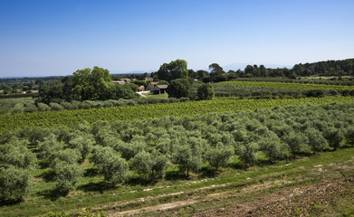 Fototapeta na wymiar Winegrowingat and olive grove in the Alpilles Region at St Rémy de Provence. Buches du Rhone, Provence, France.