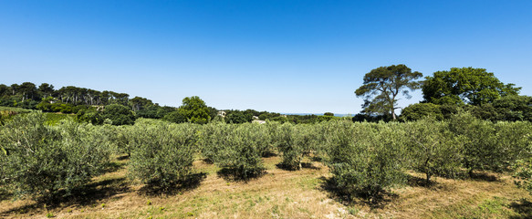 Fototapeta na wymiar Olive grove in the Alpilles Region at St Remy de Provence. Buches du Rhone, Provence, France.