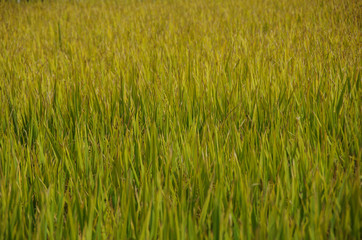 A Large Area of Plants in the Field