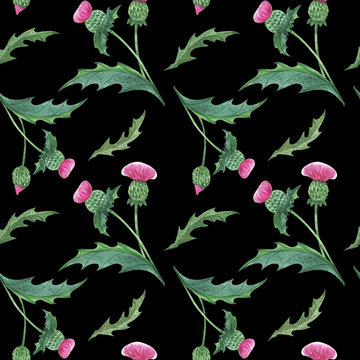 Watercolor Thistle Seamless Pattern