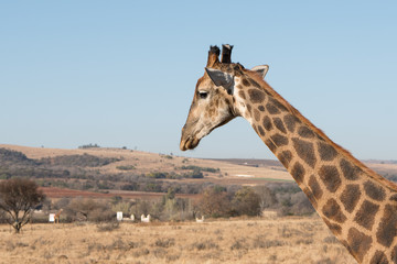 Giraffe looking across safari