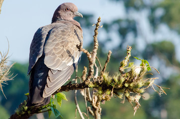 Beautiful birds of Brazil