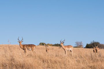 Fototapeta premium Antelope feeding