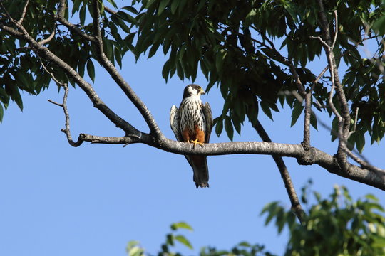 Eurasian hobby (Falco subbuteo) in Japan