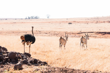 Ostriche Safari Africa