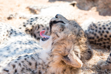 Yawning cheetah cub