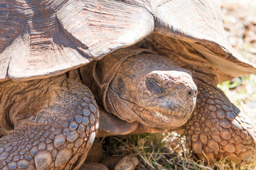 Tortoise Safari Africa