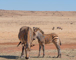 Safari Africa Zebras