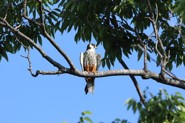 Eurasian hobby (Falco subbuteo) in Japan