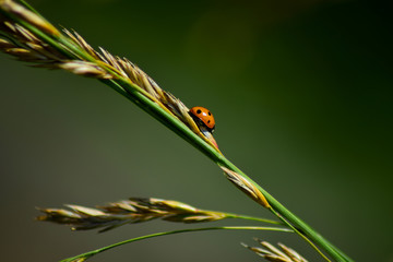 Ladybug climbing on a wheat