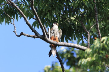 Eurasian hobby (Falco subbuteo) in Japan