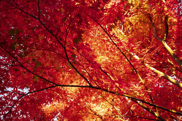 夕陽に輝く紅葉の樹々