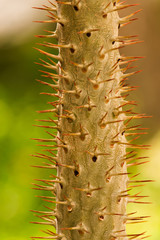 Naklejka premium A leaf of a green fern close-up on a blurred background.