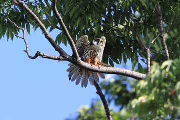 Eurasian hobby (Falco subbuteo) in Japan