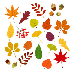秋の紅葉と木の実set