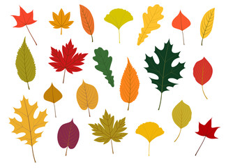 Obraz premium 秋の紅葉イラストset