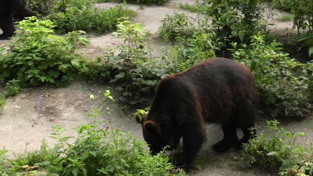 Brown bear looking for food.  ,Panning,Closeup,