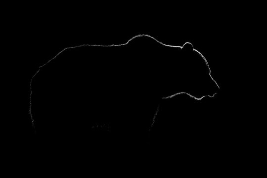 Brown bear contour in black and white. Bear body contour on black background.