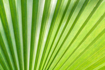 part of a green palm leaf as a background, a light texture with some shadow on top and side, sunny view of a tropical plant