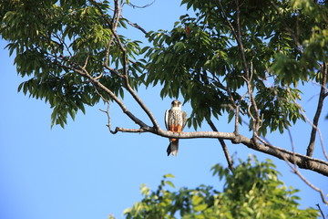 Eurasian hobby (Falco subbuteo) in Japan